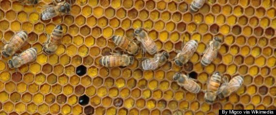Bee Brains