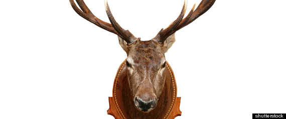 Deer Heads_34502440