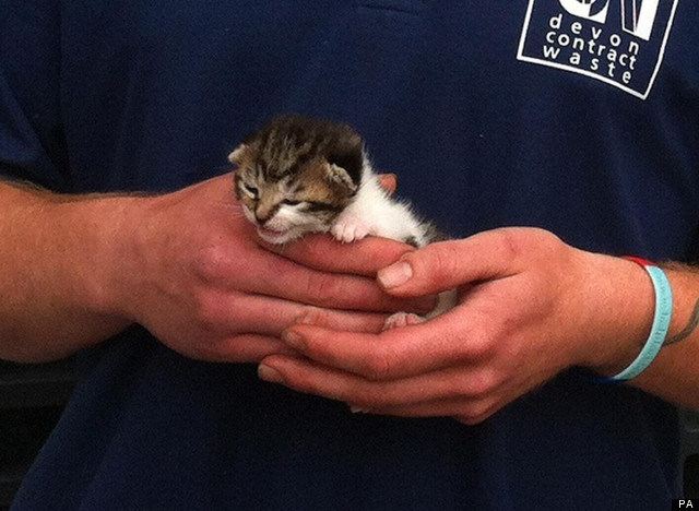 rescued kitten