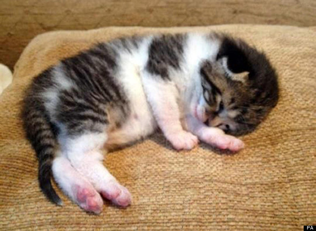 rescued kitten