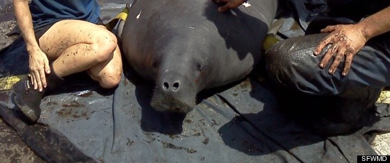 Florida Manatee Everglades Rescued