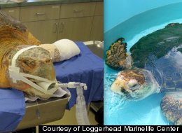 SHELLABRATION: This Sea Turtle Is Finally Being Freed After Two Years Of Rehab 