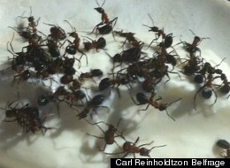 Live Ants Yogurt