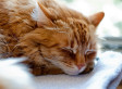 Sleep Better: How To Be A Star Sleeper