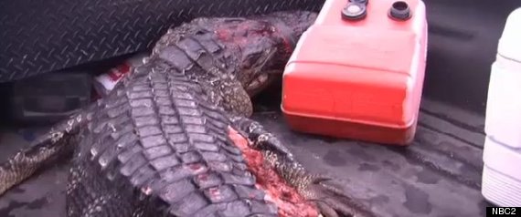 Kaleb Langdale Alligator Bites Off Arm Moore Haven