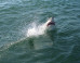 shark-attack