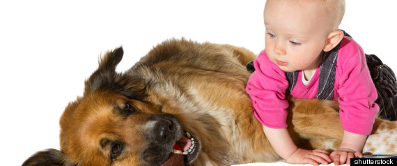 Dogs Protecting Babies