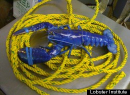 Yep, This Lobster Is Blue