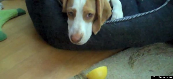 ‘Beagle Vs. Lemon' And 12 Other Confused Dogs (VIDEO)