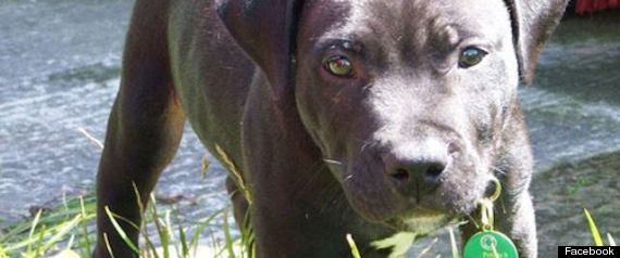 Lennox The Dog