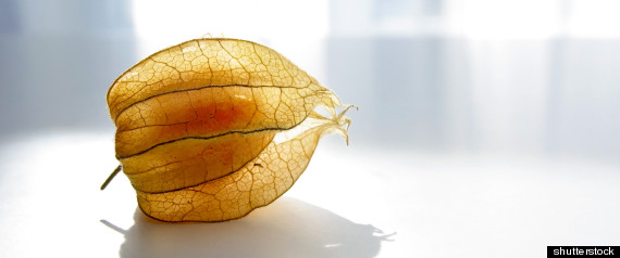 Obscure Summer Fruit