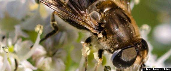 Bees Poisoned
