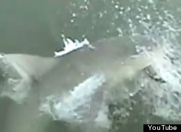 Woman Catches Shark