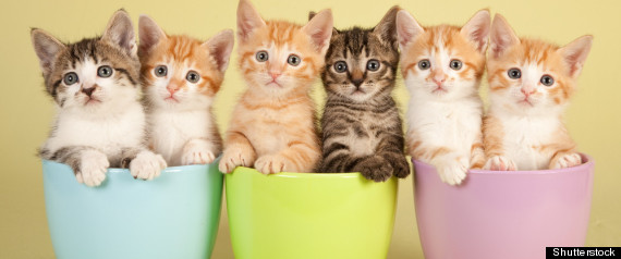 Festival De Chats