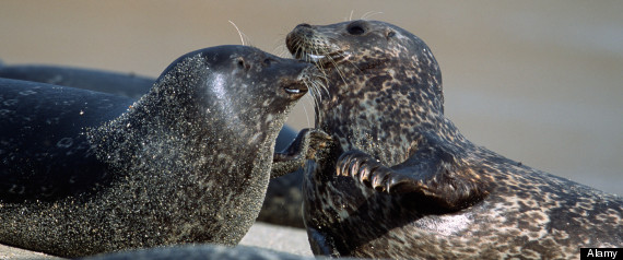 Seals San Diego
