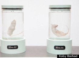 Artist Engineers Mice Using Elvis' DNA