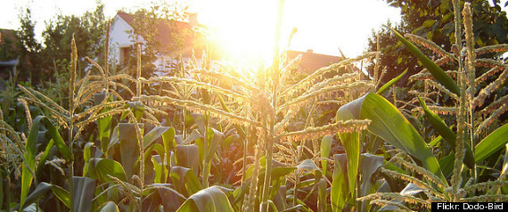 Us Drought Corn