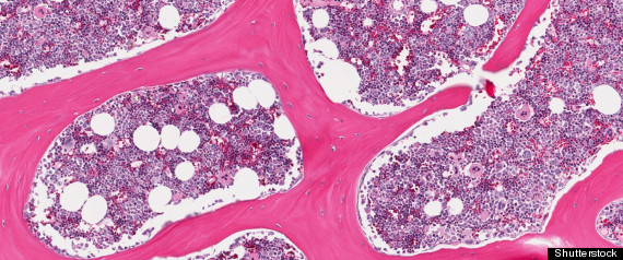 New Beige Fat Cell Discovered