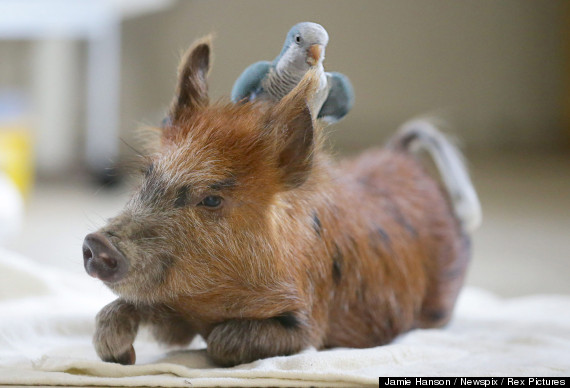 pig parrot