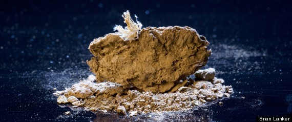 Feces Fossil