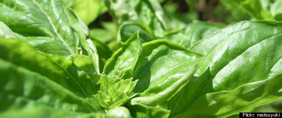 Basil Recipes
