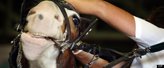 Calgary Stampede Horses