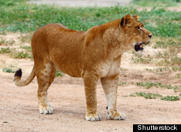 http://i.huffpost.com/gen/686614/thumbs/s-LION-ATTACK-large.jpg