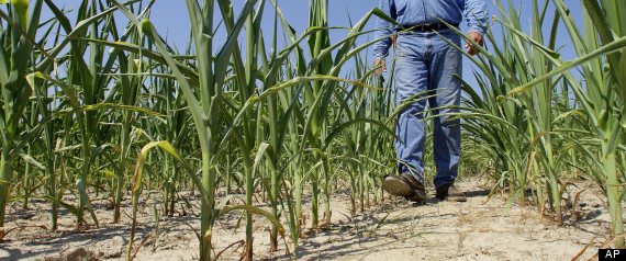 Hot Dry Weather Crops Forests