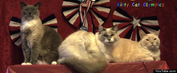 Cat Olympics