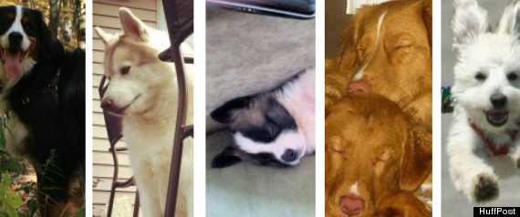 PROJECT PET FINALISTS
