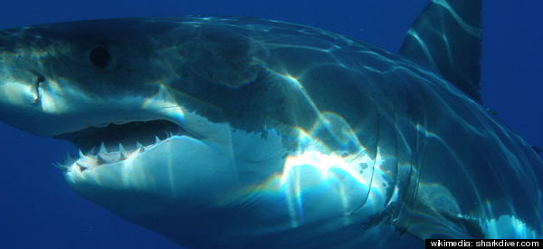 Western Australia Shark Attack: Great White Bites Surfer ...