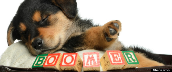 Pet Names Canada