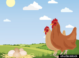 Cock-A-Doodle Poo: What's <em>Really</em> In Our Chicken Meat