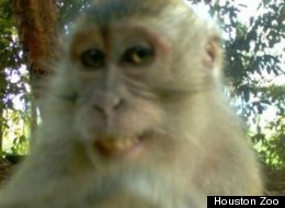Should Virginians Keep Venomous Snakes And Monkeys?