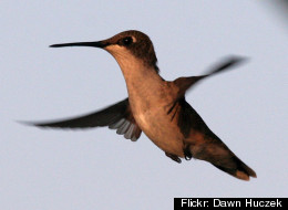 Hummingbird Rain