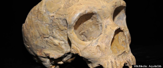 Neanderthal Vegetarian