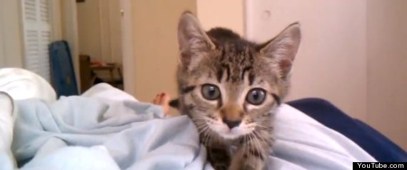 Cute Kitten Sneak Attack