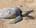 animals-in-the-news