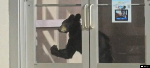 So A Bear Walks Into The Mall...
