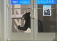 So A Bear Walks Into The Mall...