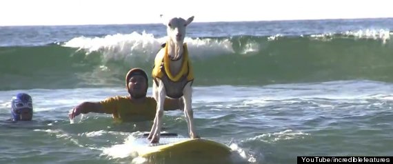 Surfing Animals