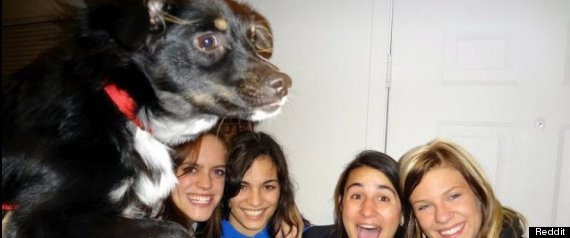 Animal Photobombs