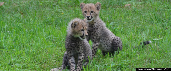 New Cheetah Cubs