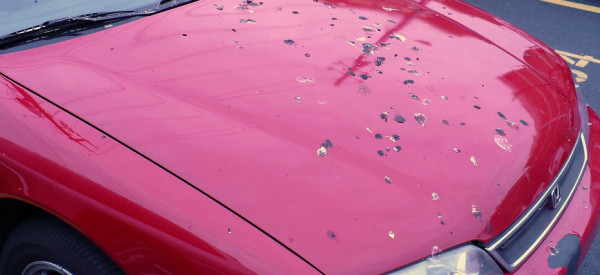 Best Way To Get Bird Poop Off Car Best Way To Get Bird Poop Off Car