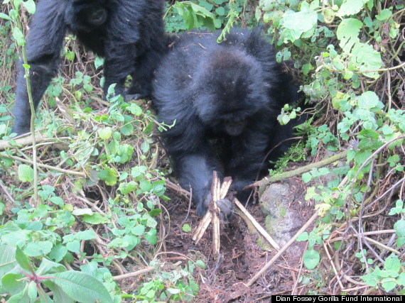 gorillas smash snares