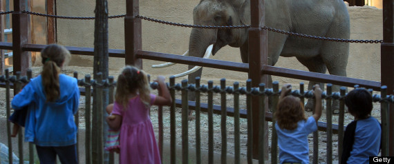 Billy The Elephant La Zoo