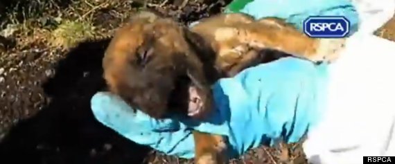 buried puppies