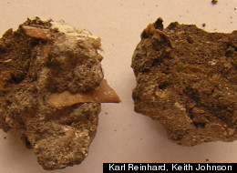 fossilized feces