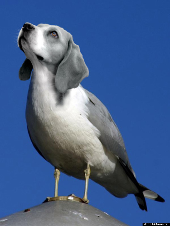 beagull