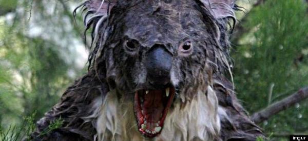 Are Drop Bears Real? - Behind the News 